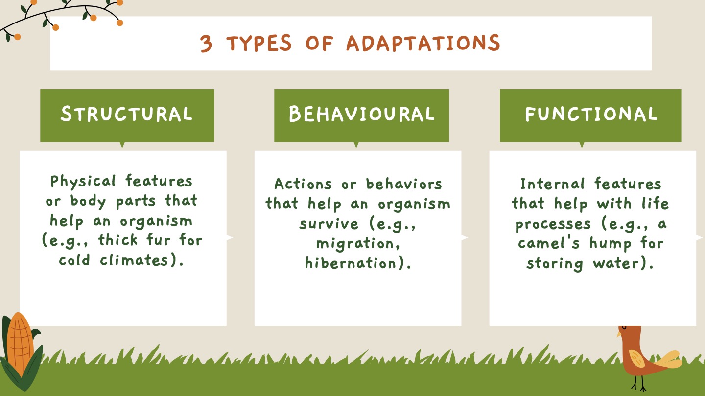 Diagram showing three types of adaptations with examples