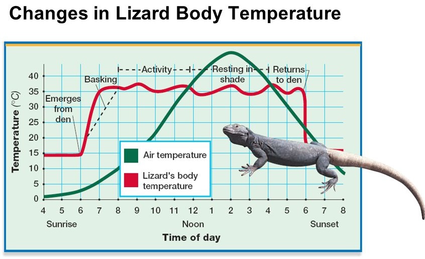 Graph showing air temperature, lizard body temperature and activity level across a 24-hour period