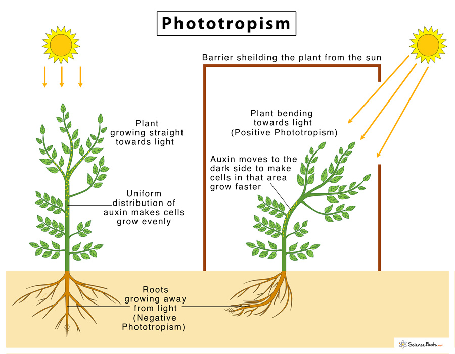Diagram showing phototropism (shoot bending toward light) and geotropism (root growing downward, shoot upward)