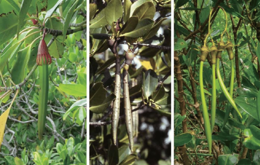 Mangrove propagules hanging from parent plant
