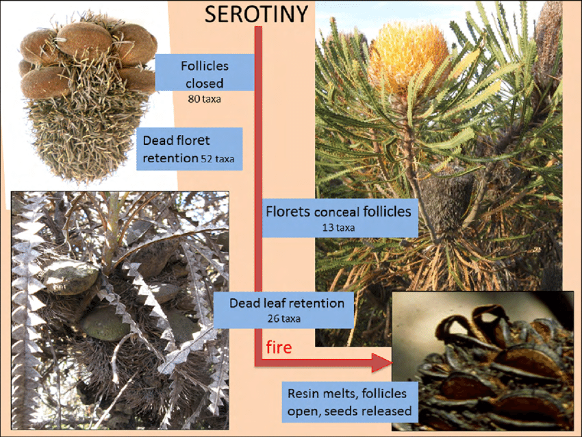 Banksia follicles open after fire seeds released Western Australia serotinous