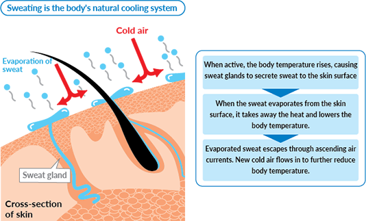 Diagram of human body showing vasodilation sweating and panting as cooling mechanisms with arrows