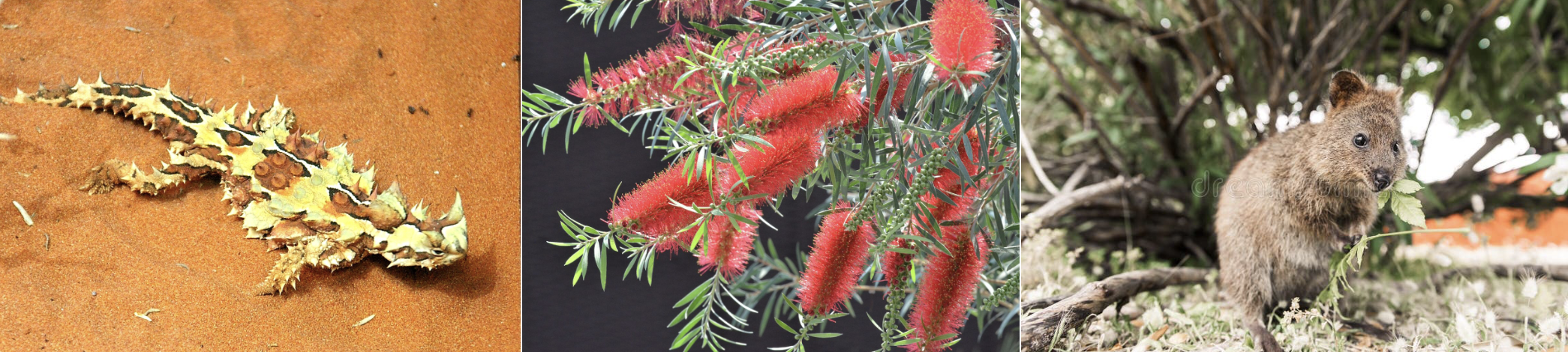 Thorny devil lizard Australia, bottlebrush callistemon flower, quokka Rottnest Island
