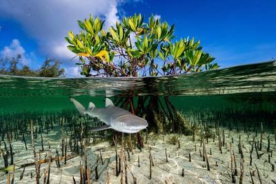 Mangroves at Shark Bay, Western Australia