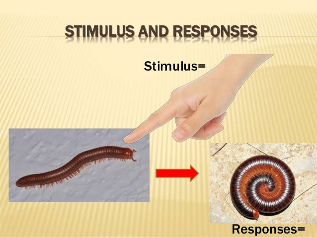Student-facing worksheet header image showing different organisms responding to stimuli