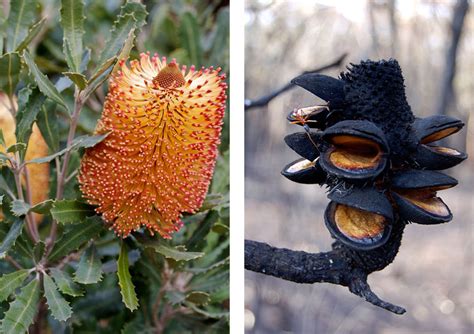 Side-by-side comparison of banksia before and after bushfire