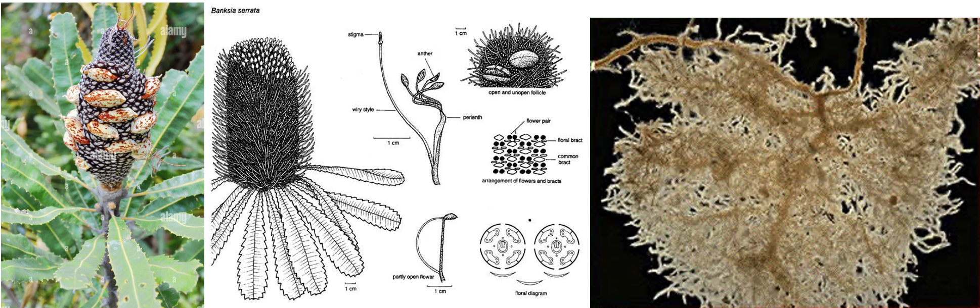 Banksia plant leaves roots follicles Western Australia close up