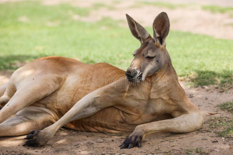 Red kangaroo in open grassland on a hot day panting and seeking shade