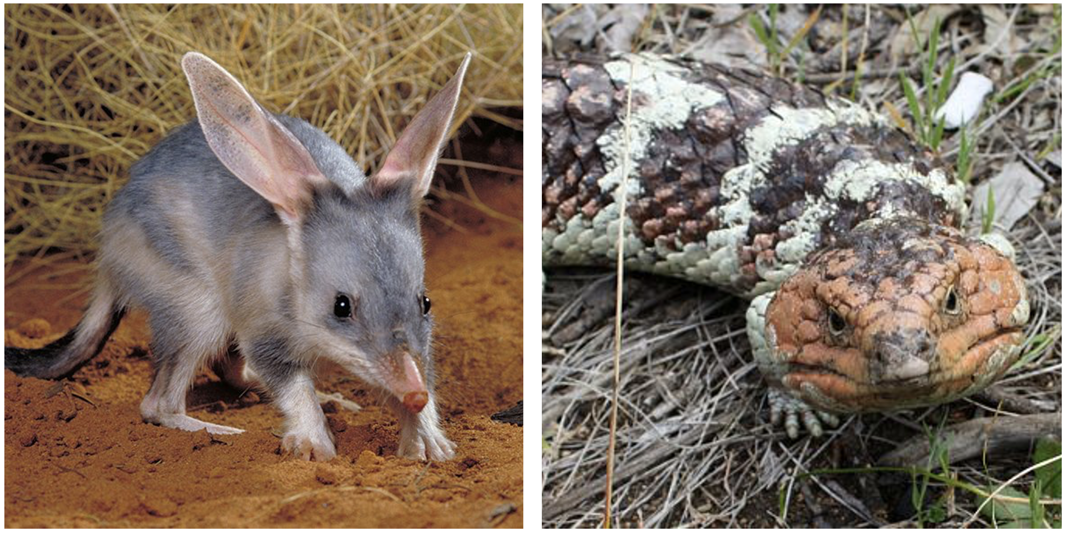 Side-by-side images of bilby (endotherm) and bobtail lizard (ectotherm) in similar desert habitat