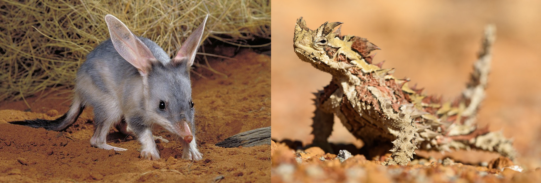 Side-by-side images of thorny devil and bilby in desert setting with thermoregulation labels