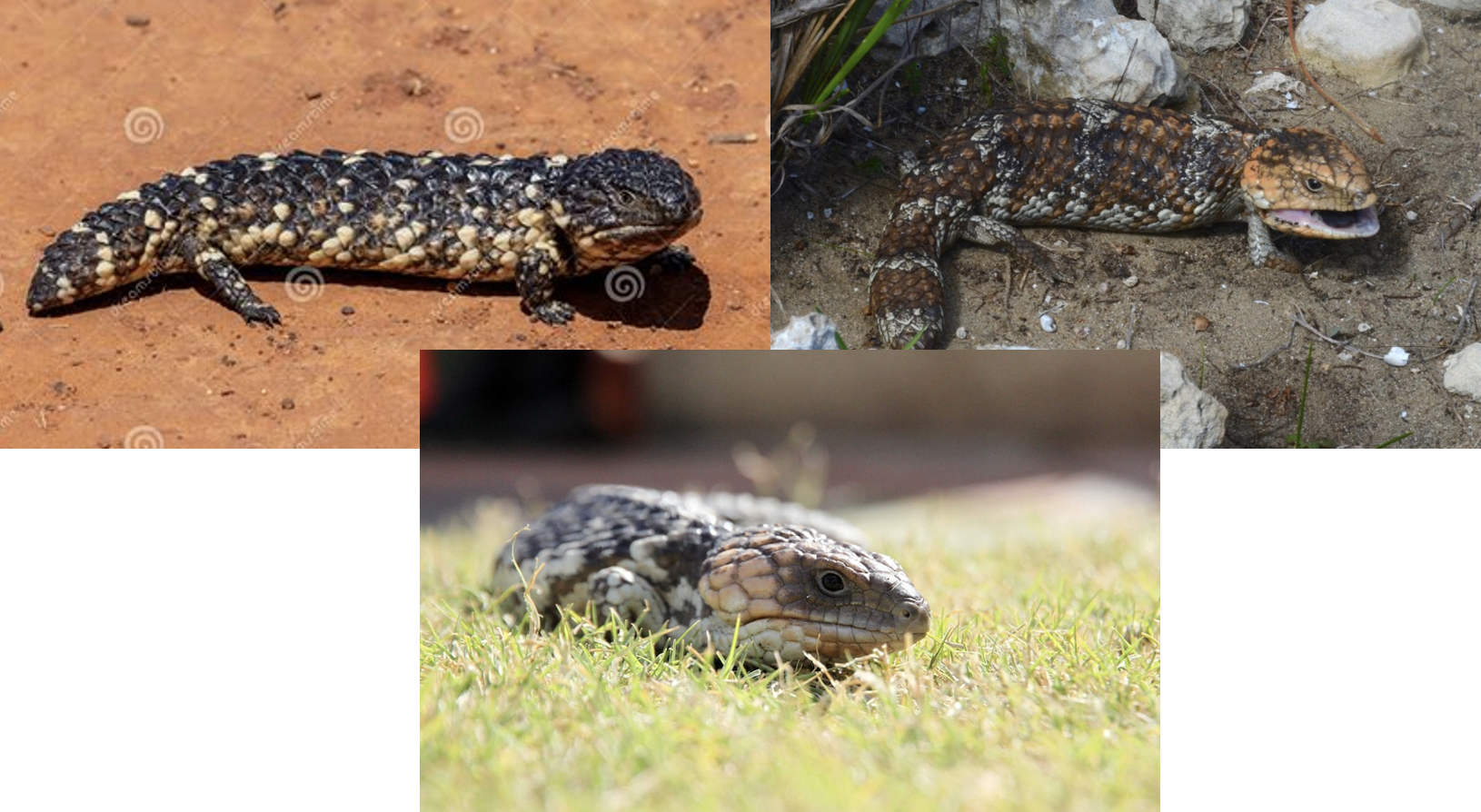 Time-lapse sequence showing bobtail lizard basking at 8am, shuttling at 10am, in shade at 12pm