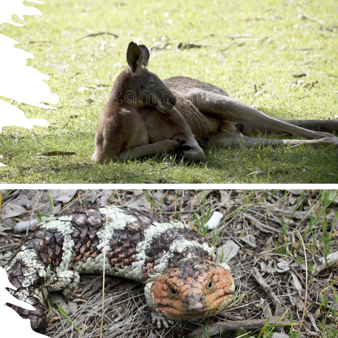 Data comparison table showing food intake, activity times and temperature tolerance of western blue-tongue lizard and red kangaroo