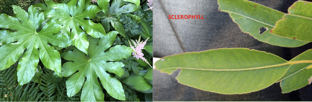 Comparison of a broad soft leaf and a hard waxy sclerophyll leaf