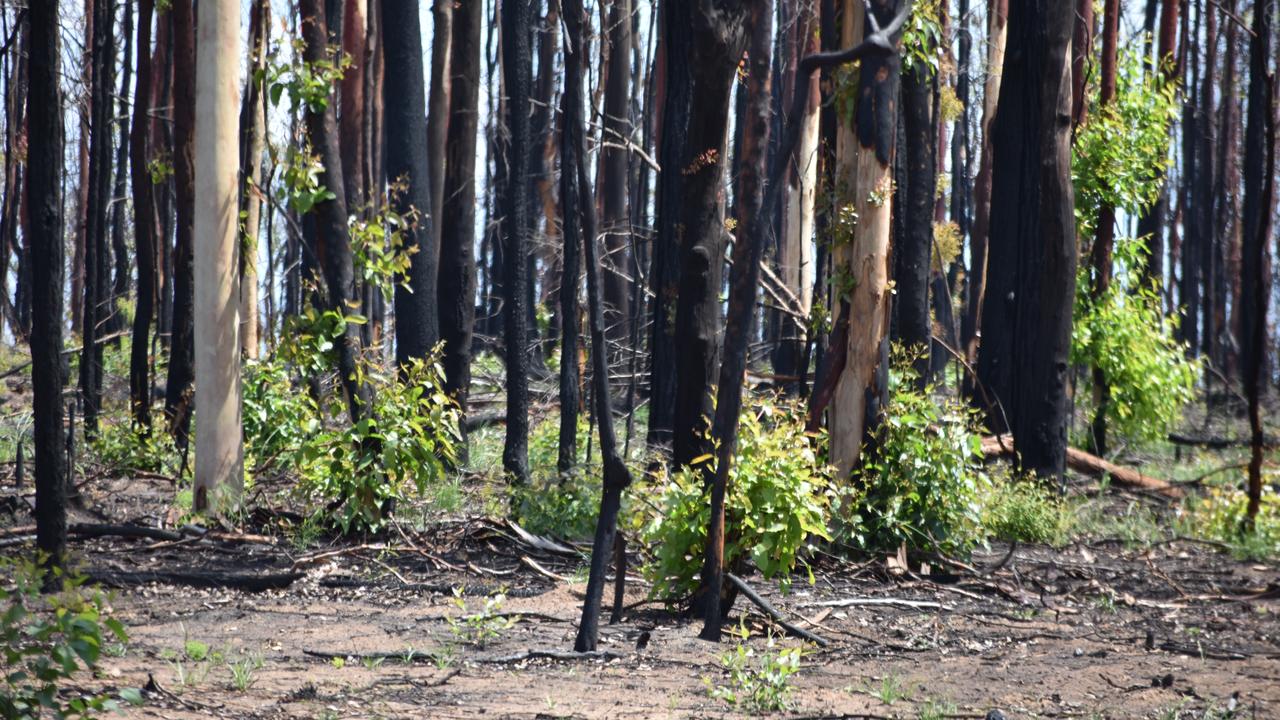 Jarrah after bushfire Western Australia regrowth comparison
