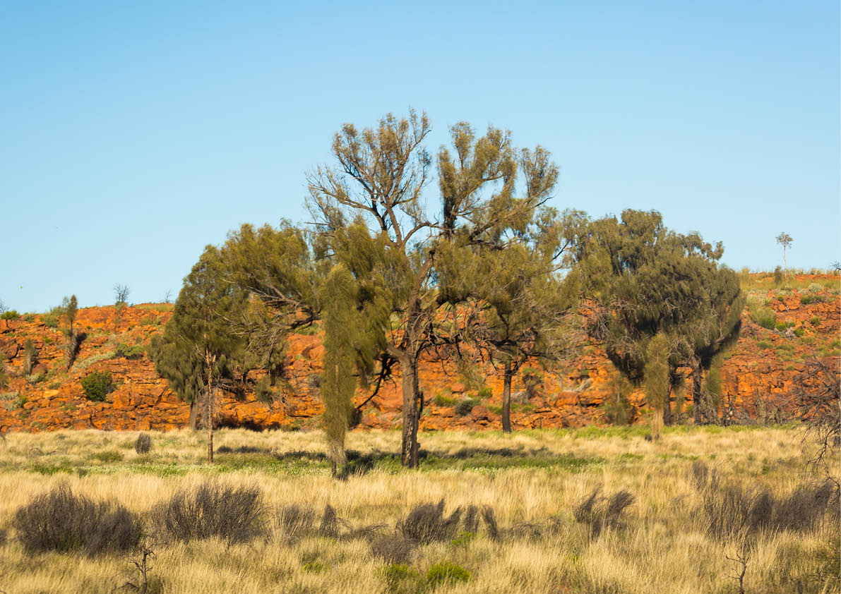 Desert oak tree in central Australia