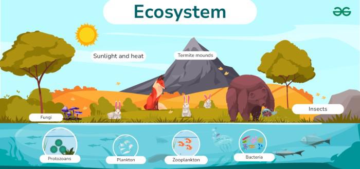 Components of an Ecosystem