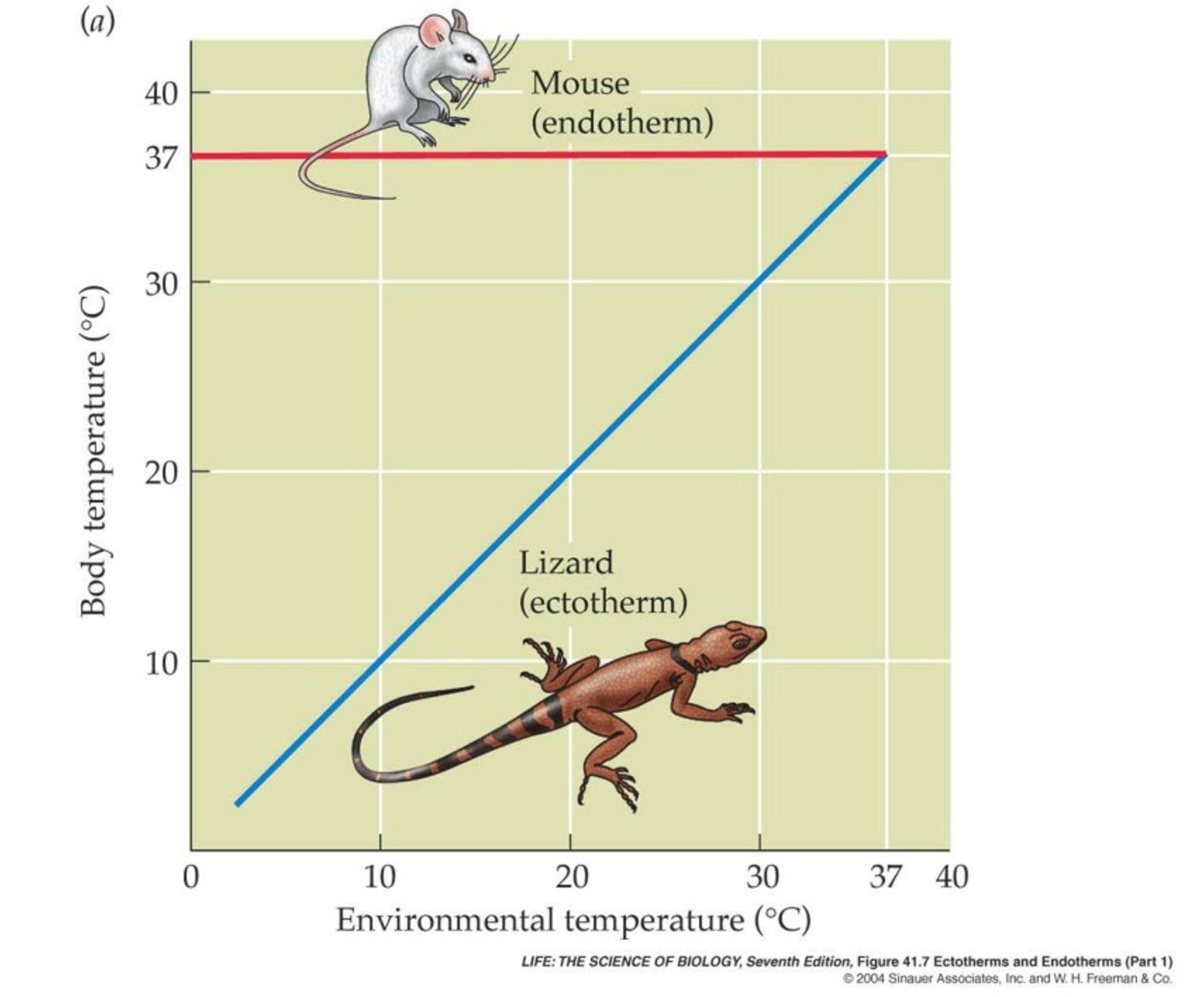 Graph showing body temperature vs ambient temperature for endotherm (flat horizontal line) and ectotherm (diagonal rising line)