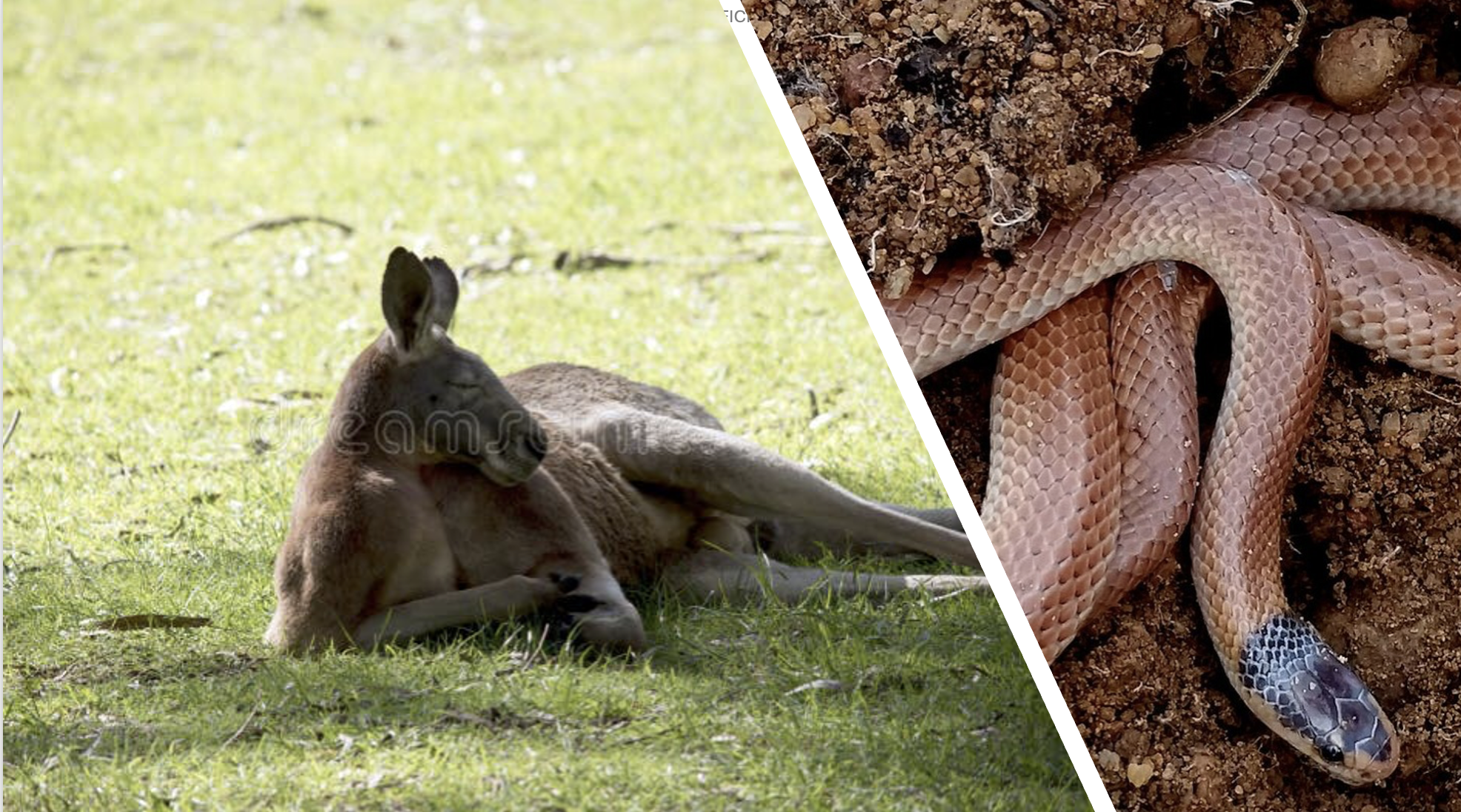Collage of a red kangaroo (endotherm) and a dugite snake (ectotherm) in their WA environments