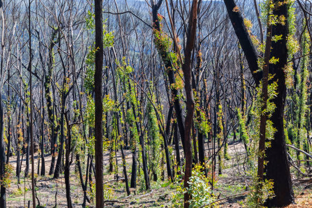 Post-fire regrowth jarrah forest Western Australia epicormic shoots