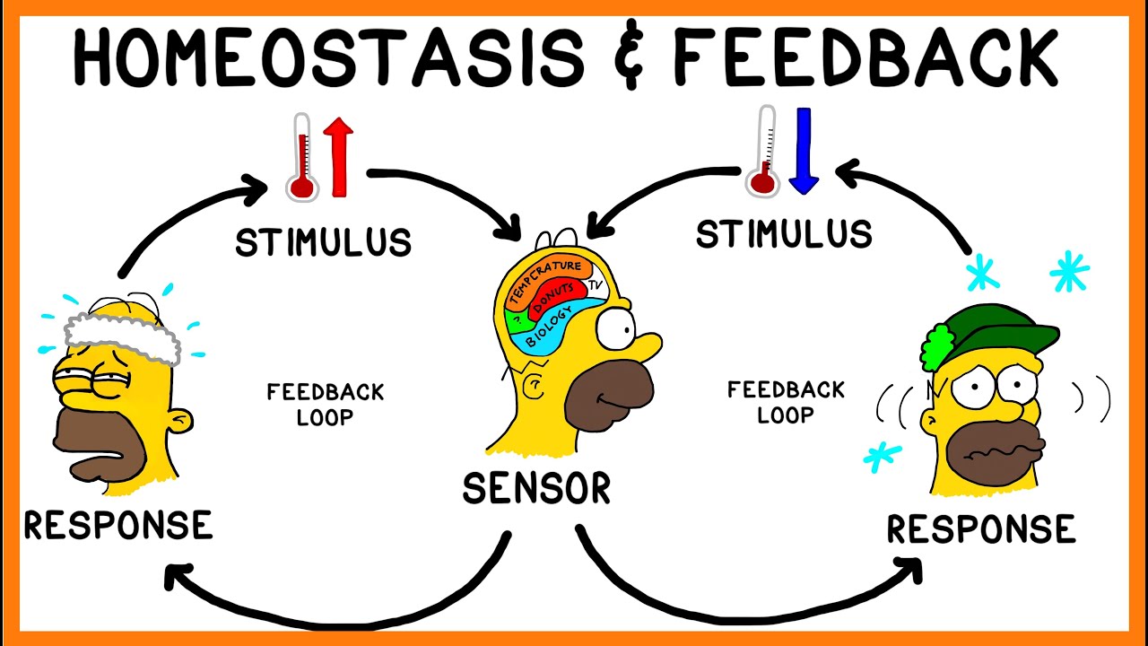 Diagram of homeostasis negative feedback loop showing set point deviation response and return