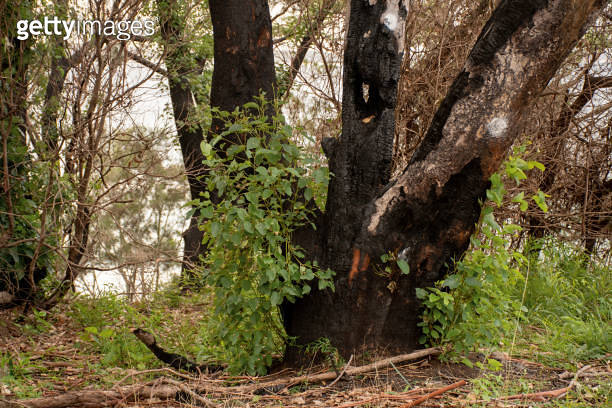 Eucalyptus lignotuber regrowth after fire in Western Australia
