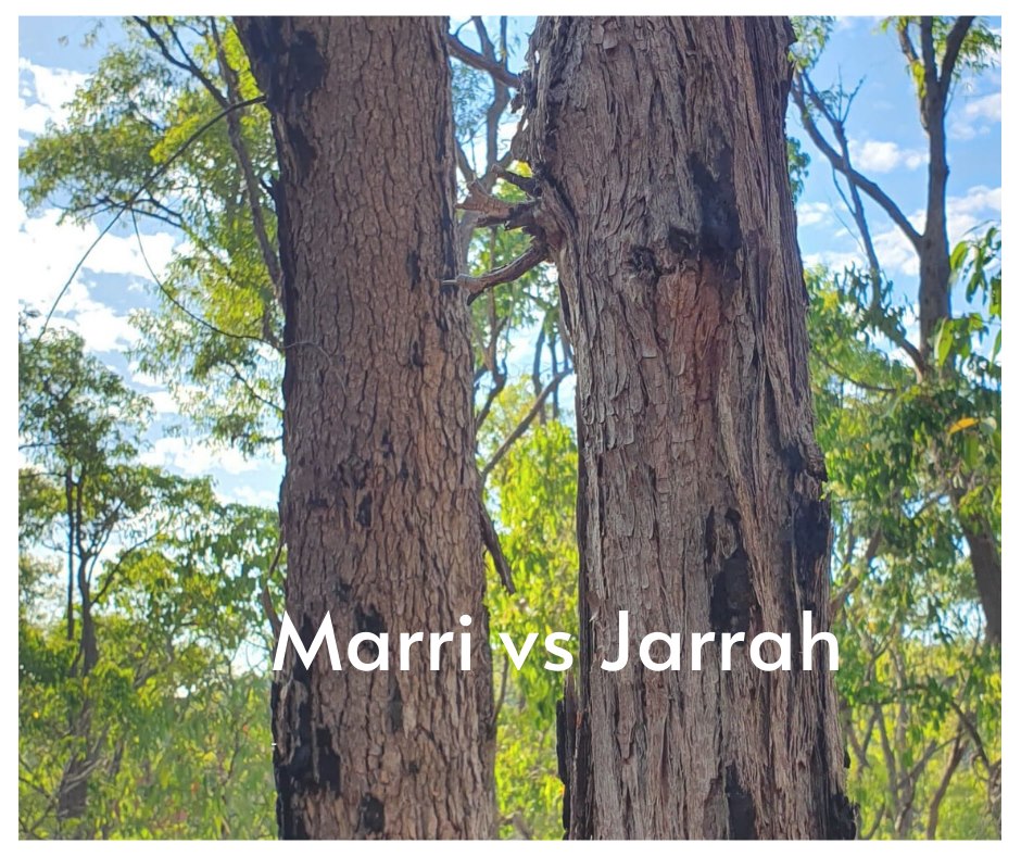 Close-up of jarrah tree thick fire-resistant bark