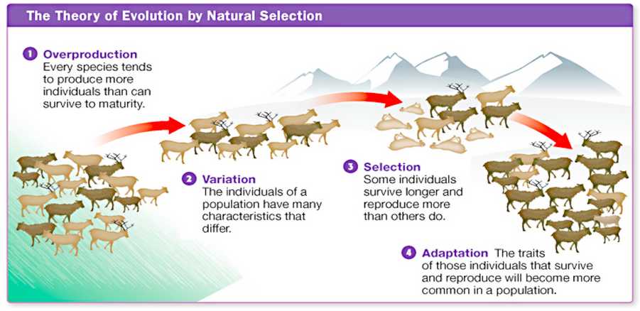 Diagram showing natural selection over generations