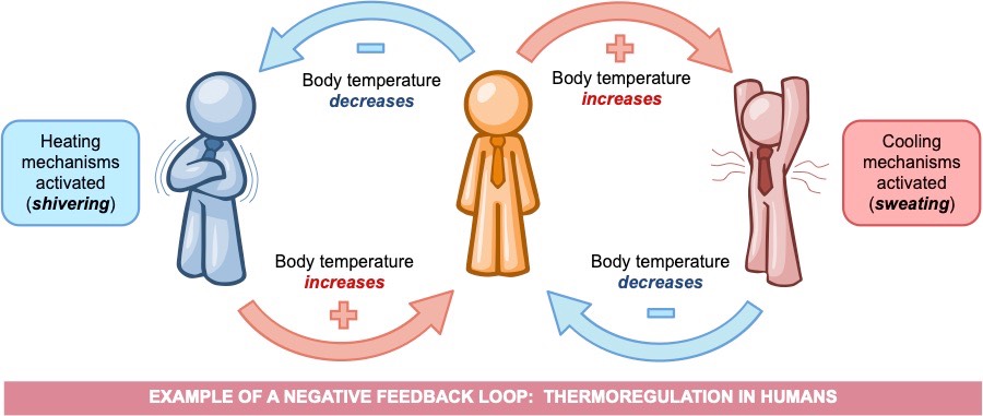 Diagram of negative feedback loop for thermoregulation showing hypothalamus set point cooling and warming responses