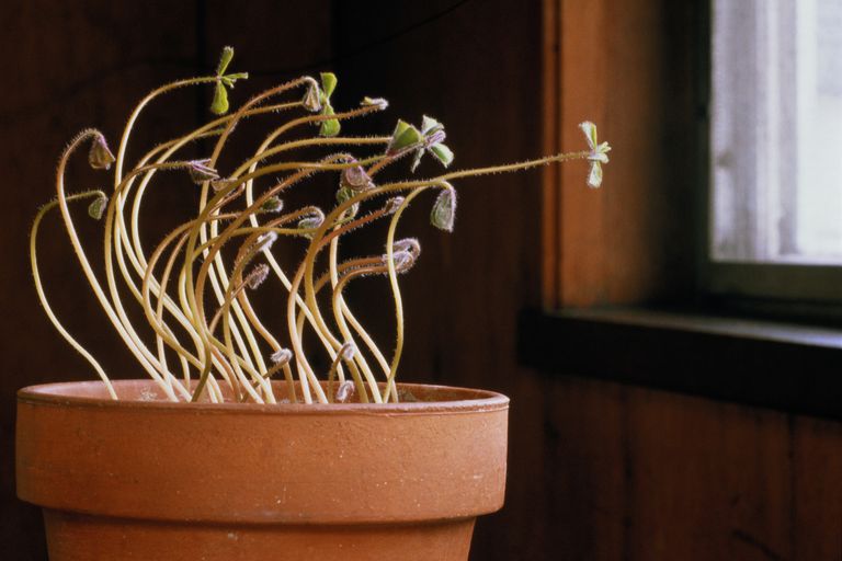 Potted plant bending toward a window showing phototropism