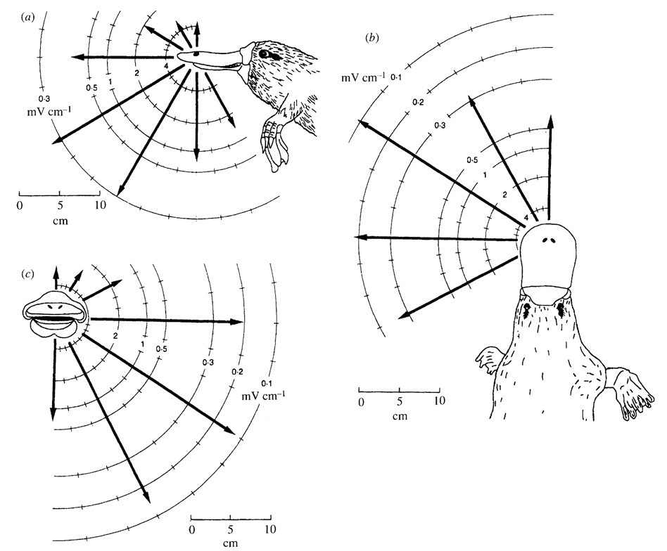 Platypus showing electroreceptive bill