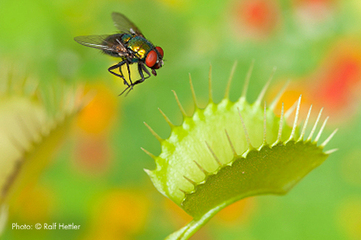 Diagram showing organisms responding to environmental stimuli — plant bending toward light, animal fleeing predator