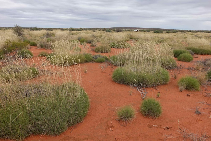 Spinifex grass in the Australian desert