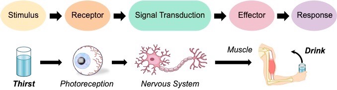 Diagram of the stimulus-response pathway showing stimulus receptor coordinator effector response with arrows