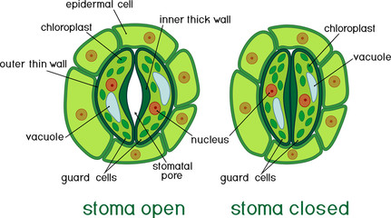 Stomata response to low water environment