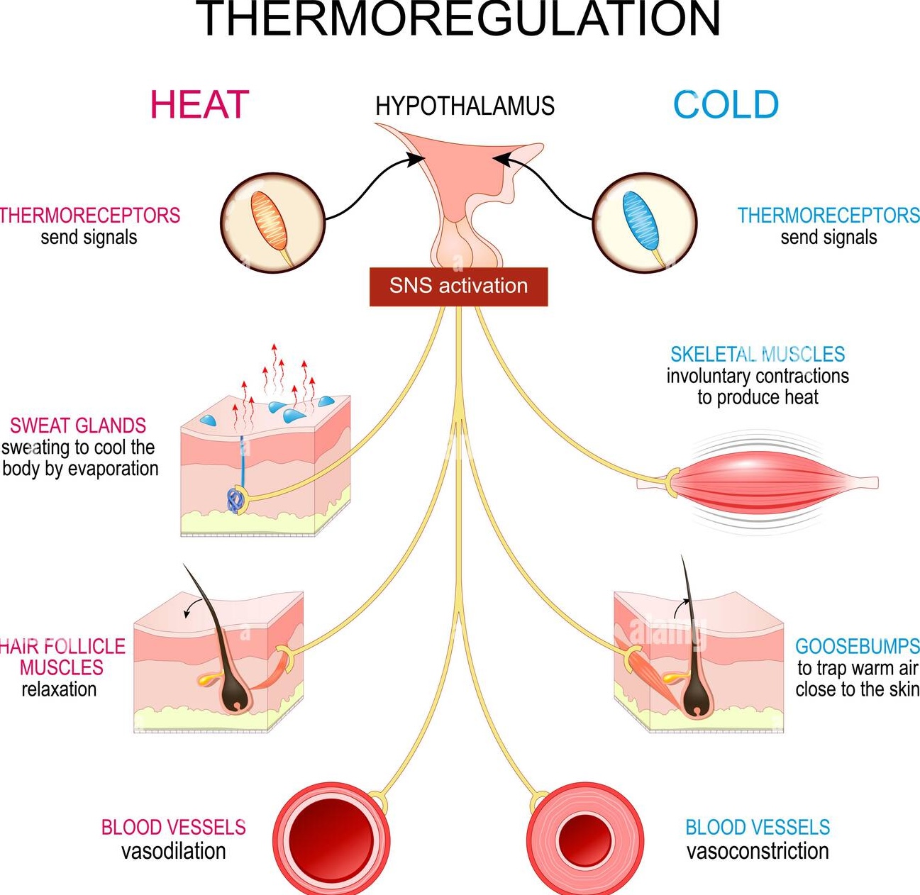 Diagram of endotherm thermoregulation showing sweating vasodilation and shivering vasoconstriction mechanisms