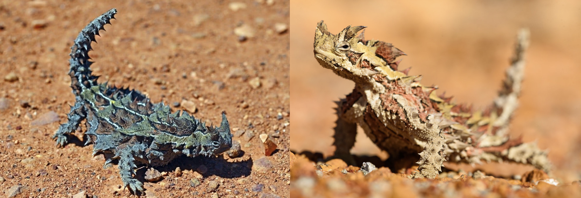 Two images of thorny devil showing darker colouration in cool morning and lighter colouration in afternoon