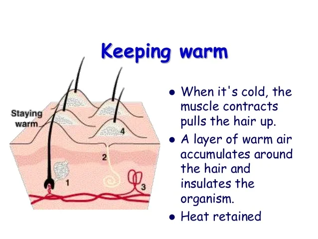 Diagram of human body showing vasoconstriction shivering and piloerection as warming mechanisms