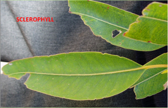 Close-up of sclerophyllous leaves showing waxy surface