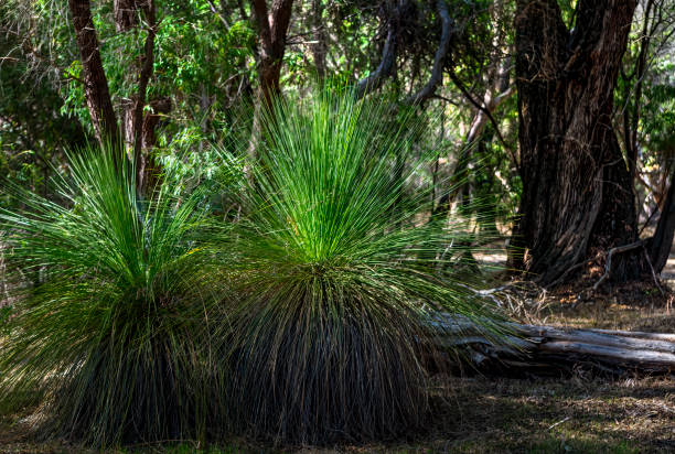 Grass tree (Xanthorrhoea) in south-west WA bushland